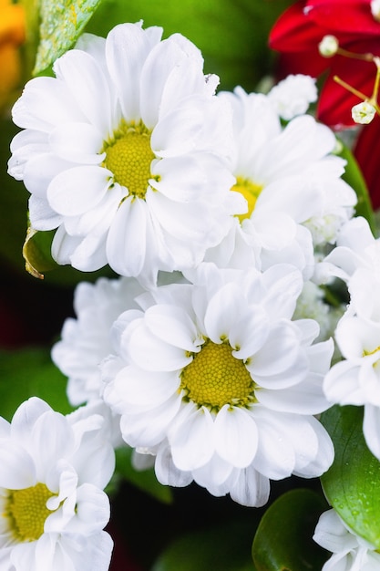 Witte chrysanten in groene bladeren