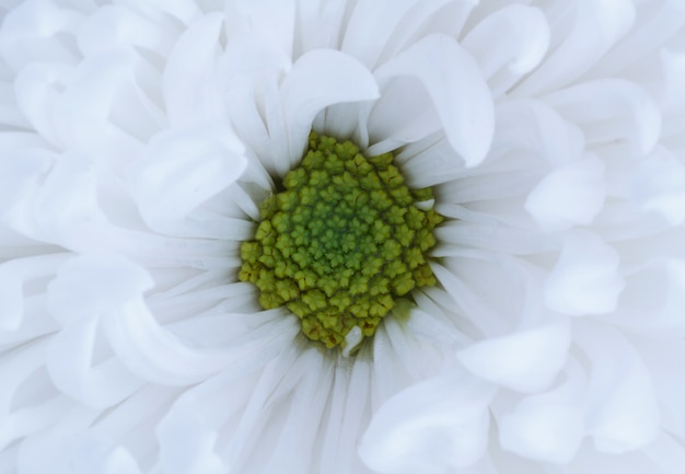 Foto witte chrysantenbloem