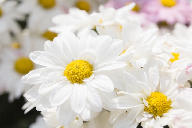 Witte chrysantenbloem