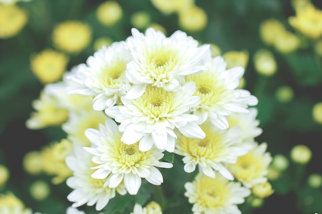 Witte chrysanthemum