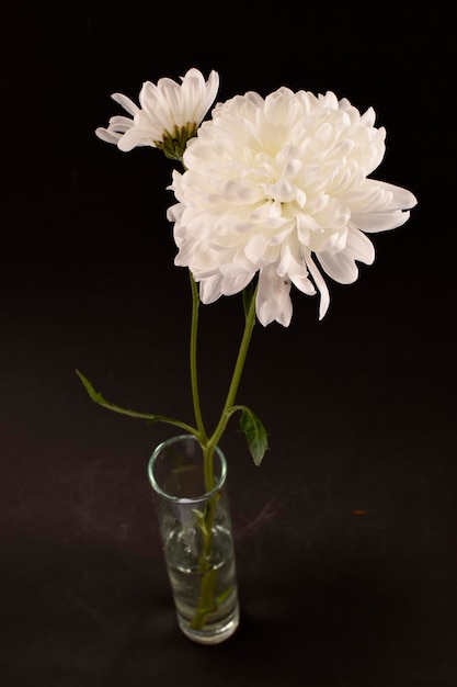 Witte chrysanthemums in een glazen vaas