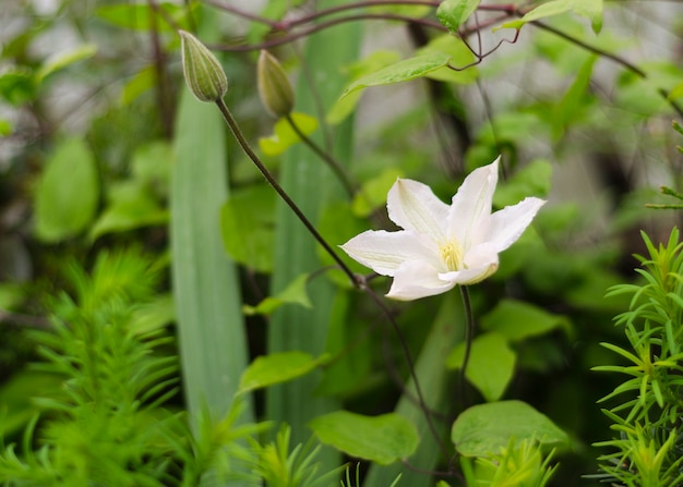 Witte clematisbloem in een tuin met vage gebladerteachtergrond