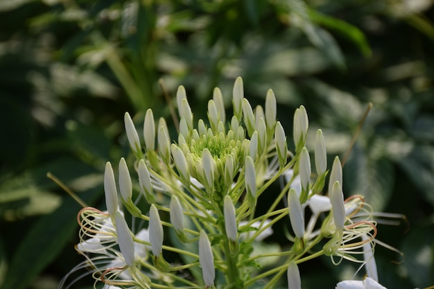 Witte Cleome houtteana Schltdl bloem close-up