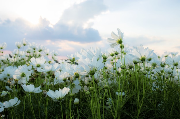 Witte cocmos op veld met de lucht in de winter.