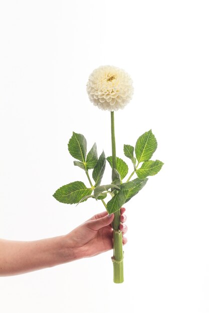 witte dahlia bloem in vrouwelijke hand