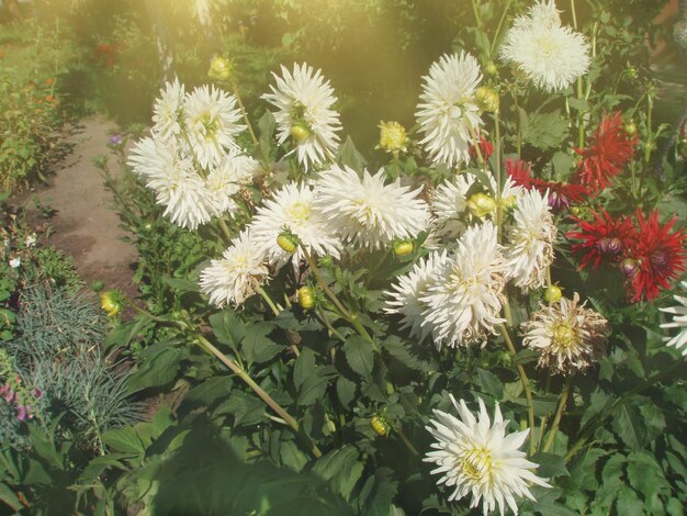 Witte dahlia's in de tuin