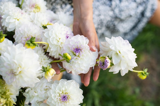 Witte dahliabloemen liggen in handen van vrouwen