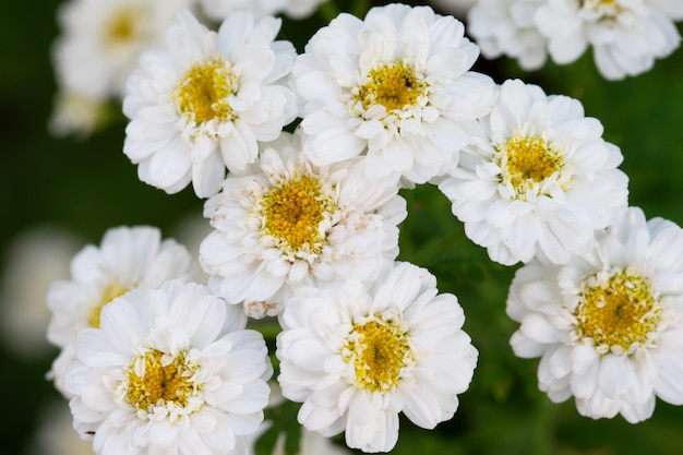 Witte delicate bloemen op een groene achtergrond