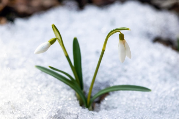 Witte delicate sneeuwklokjes in het bos in de sneeuw