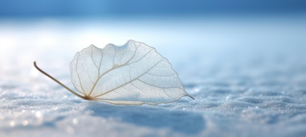 Foto witte doorzichtige skeletblad op sneeuw buiten in de winter mooie textuur