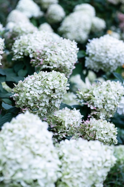 Witte doppen van hortensia bloemen in de tuin