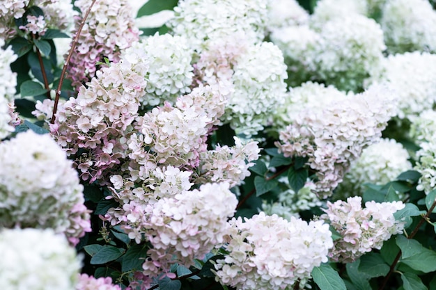 Witte doppen van hortensia bloemen in de tuin