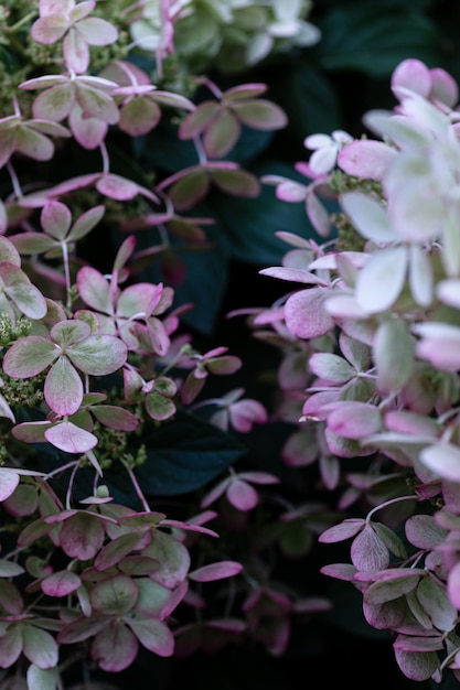 Witte doppen van hortensiabloemen in de tuinmacro