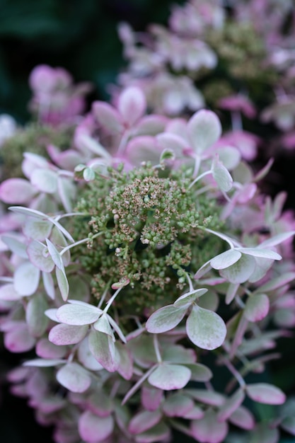 Witte doppen van hortensiabloemen in de tuinmacro