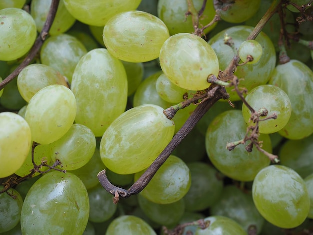 Witte druiven fruit eten