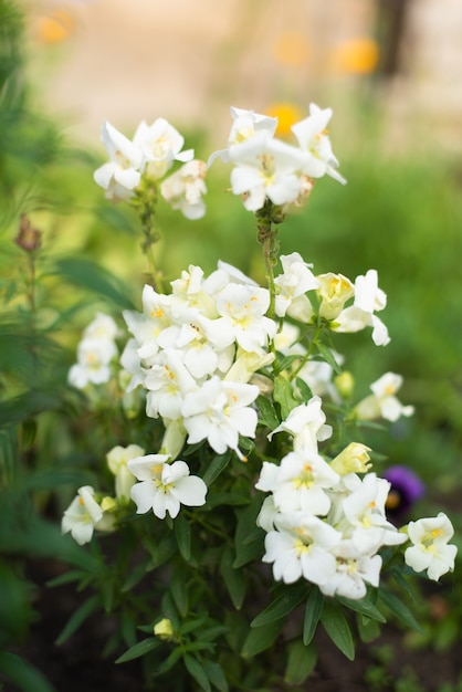 Witte dubbele bloemen leeuwenbek groeien in de tuin in de zomer