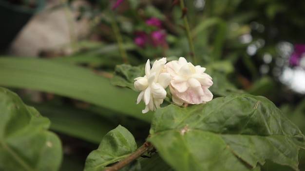 witte dubbele jasmijnbloem die bloeit in het regenseizoen