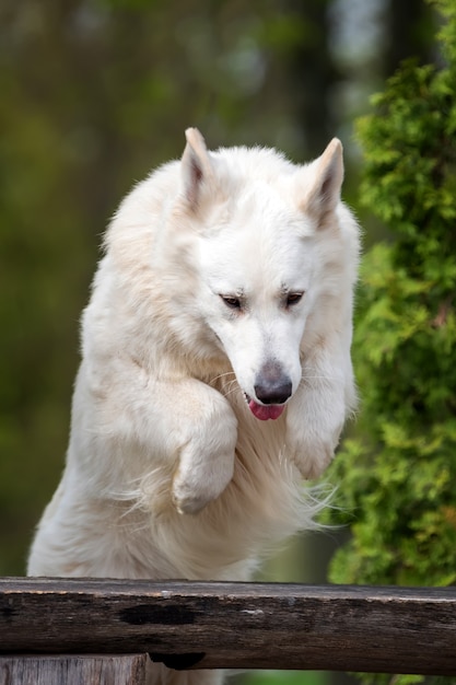 Witte duitse herder in de zomerweide. berger blanc suisse