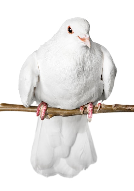 Witte duivenduif zit geïsoleerd op een witte achtergrond
