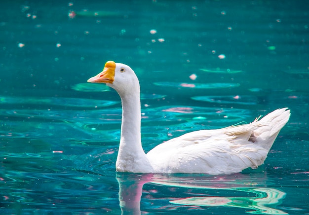 Witte eend die in het meer zwemt