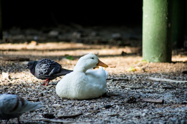 Witte eend die op de grond in de schaduw ligt