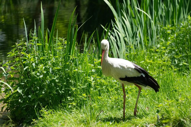 Foto witte eend in een veld