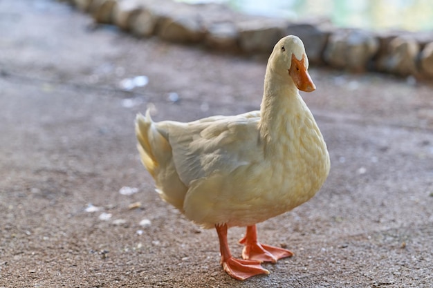 Witte eend op de grond in het park