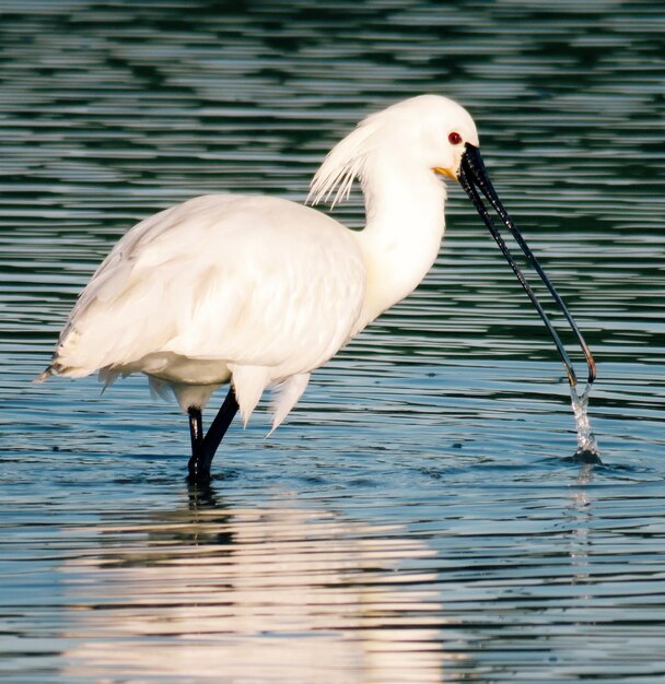 Foto witte eend op een meer