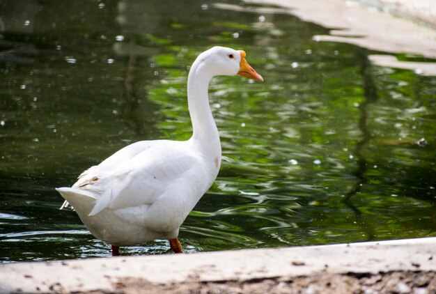 Witte eend staat naast een vijver of meer