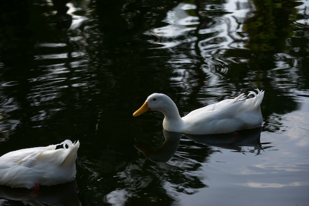 witte eend zwemmen