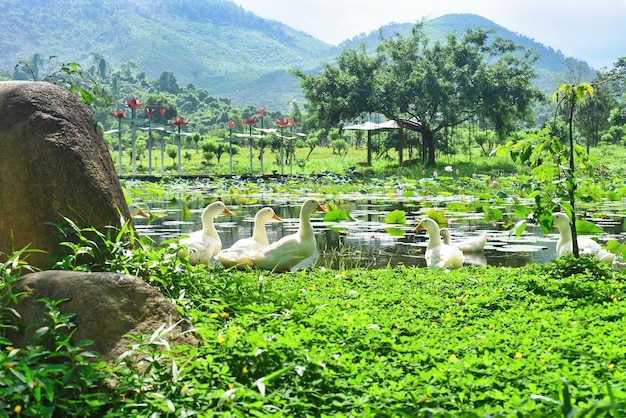 Witte eenden die op een zonnige dag tegen lotussenmeer in vietnam rusten