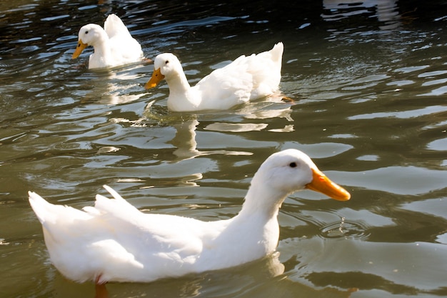 Witte eenden in de vijver