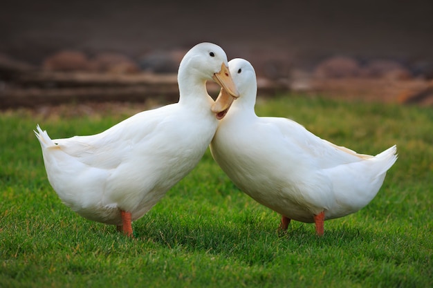 Witte eenden in liefde