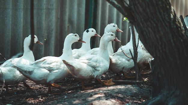 Witte eenden lopen in de paddock Eend op zoek naar granen tijdens het wandelen in de paddock op de boerderij