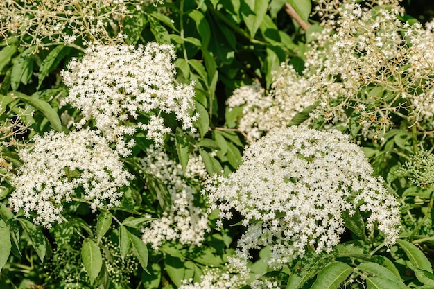 Foto witte elderberry bloemen bij een struik met groene bladeren lente bloei van elderberry