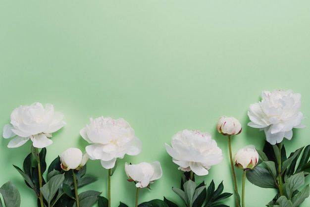 Witte elegante pioenrozen op de groene muur