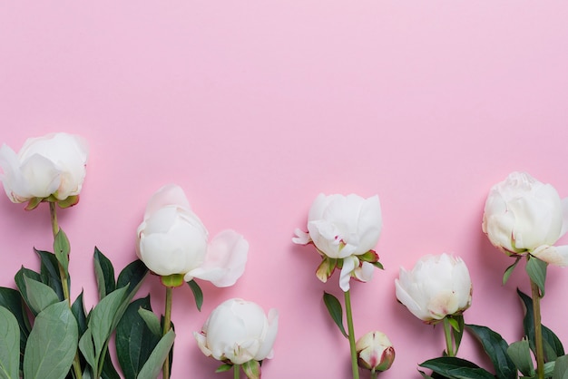 Witte elegante pioenrozen op de roze tafel