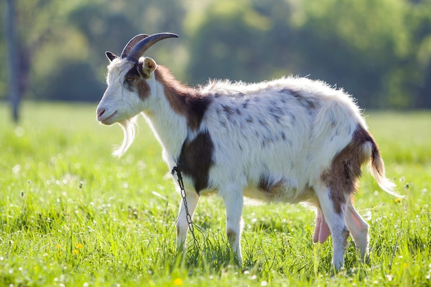 Witte en bruine binnenlandse geit met lange steile hoorns, gele ogen en witte baard grazen in bloeiend veld. Landbouw van nuttige dieren, gezond vlees, kaas en melkproductieconcept.