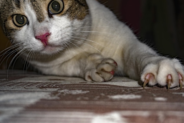 Witte en bruine kat die naar je kijken