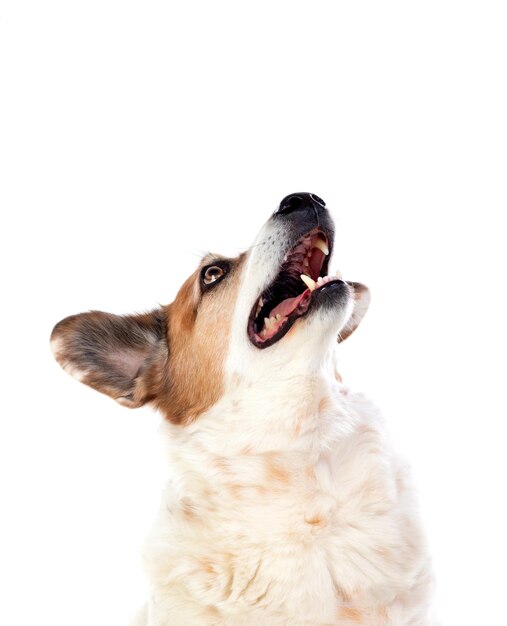 Witte en bruine mollige hond geïsoleerd op een witte achtergrond