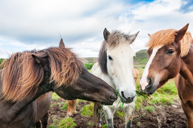 Witte en bruine paarden die gras eten, zuidelijk IJsland.