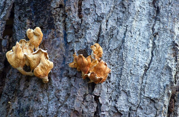 Witte en bruine paddenstoelen op de natuurlijke droge boomschors