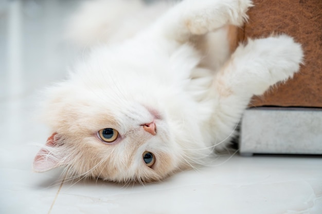 Witte en bruine Perzische kat met een schattig gezicht