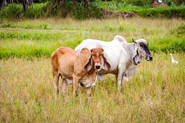 witte en bruine Thaise koe