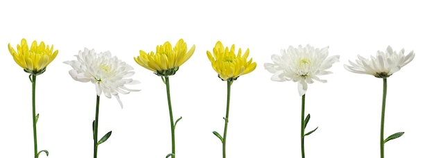 witte en gele chrysanthemums op een witte geïsoleerde achtergrond