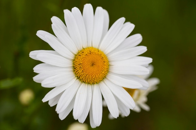 Witte en gele madeliefjesbloemen op een groene vervaagde achtergrond Matricaria chamomilla syn Matricalia recutita