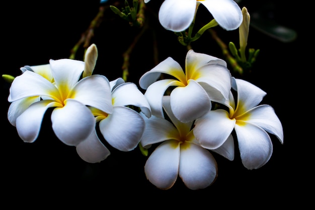 Witte en gele plumeria bloemen op een boom