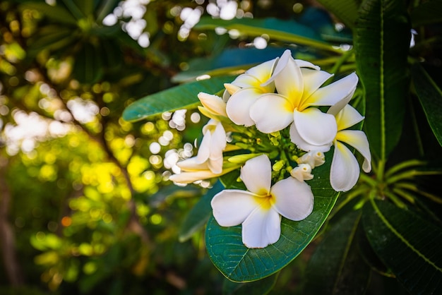 Witte en gele plumeriabloemen op een boom. Tropische tuinclose-up met bloemenpatroon en wazig