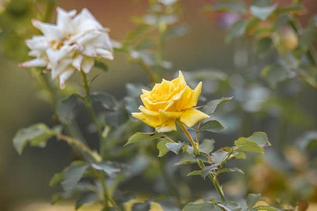 Witte en gele rozen close-up op een groene achtergrond.