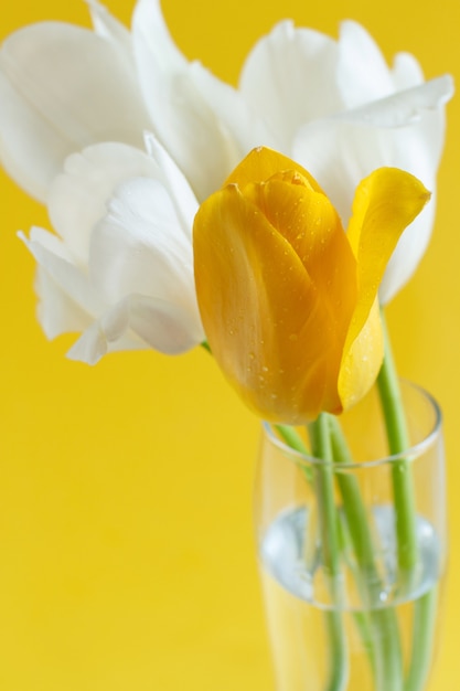 Witte en gele tulpen op een gele achtergrond close-up